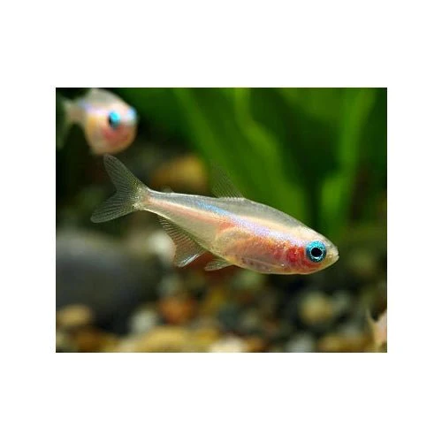 Albino Black Neon Tetra