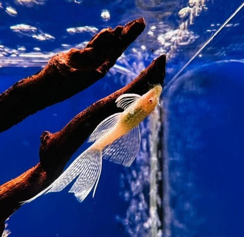Albino Longfin Bristlenose
