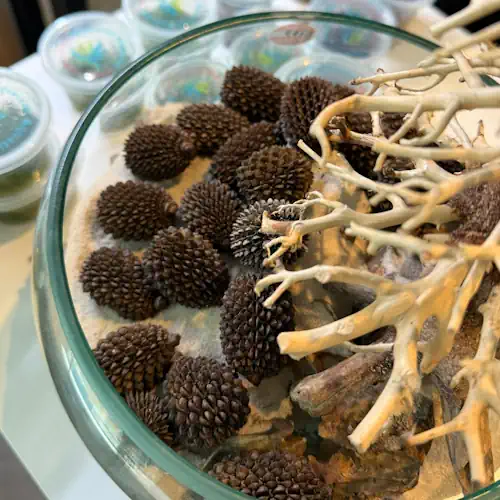 Alder Cones 3cm - Buy 5 get 1 Free - Image 2