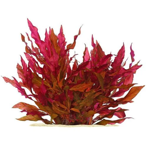 Alternanthera Reineckii Mini - AR Mini TC