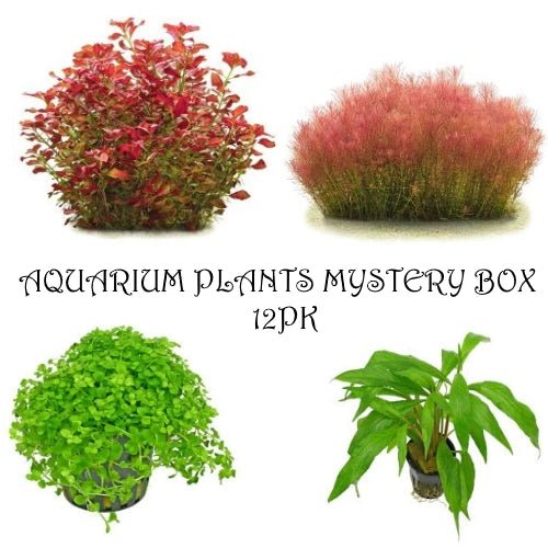 Aquarium Plants Mystery Box (Free Shipping)