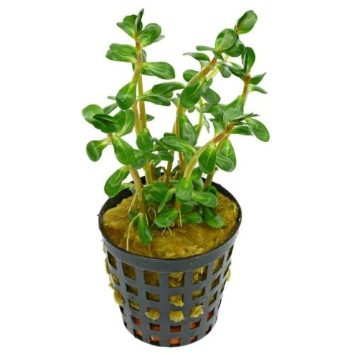 Aquarium Plants Mystery Box (Free Shipping) - Image 10