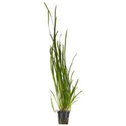 Aquarium Plants Mystery Box (Free Shipping) - Image 14