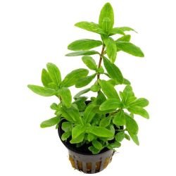 Aquarium Plants Mystery Box (Free Shipping) - Image 2