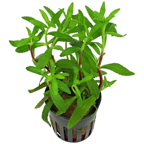 Aromatica Limnophilia