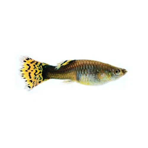 Fancy Female Guppies