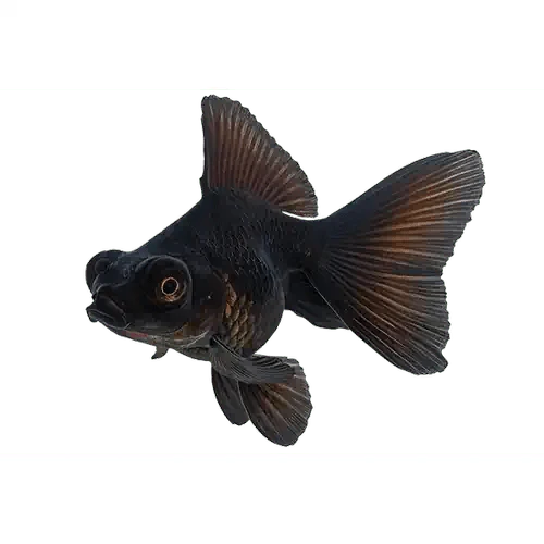 Goldfish Black Moor