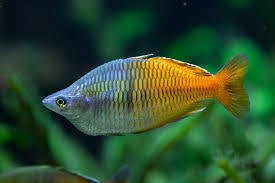 BOSEMANI RAINBOW FISH (NICE COLOR)