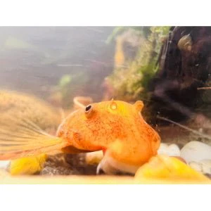 Super Red Bristlenose Pleco (Buy 5 Get 1 Free)