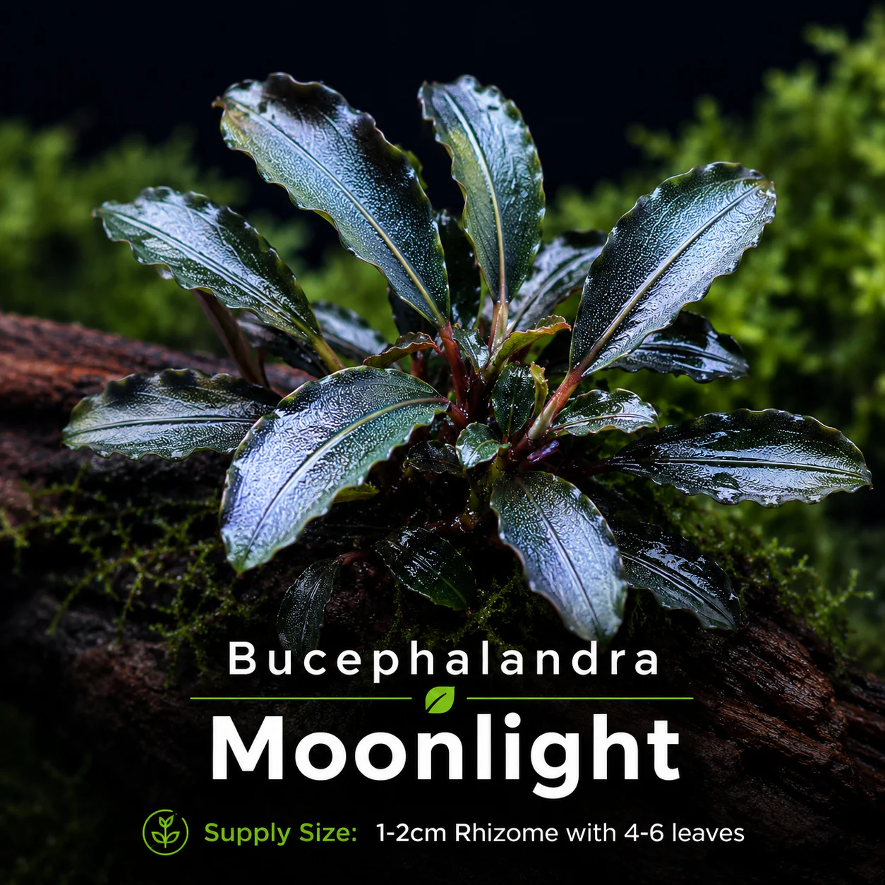 Buce - Moonlight