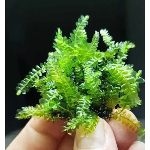 Cameroon Moss - Rare