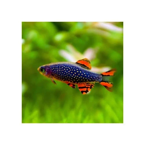 Celestial Pearl Danios (Buy 10 for $12ea)