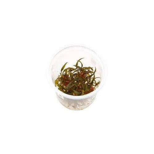 Cryptocoryne Axelrodi - Tissue Culture