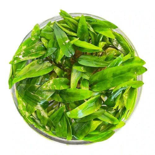 Cryptocoryne Wendtii Green