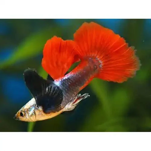 DUMBO EAR MALE GUPPY - ASSORTED