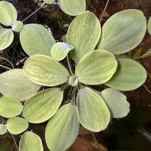 Dwarf Water Lettuce (Buy 5 Get 1 Free)