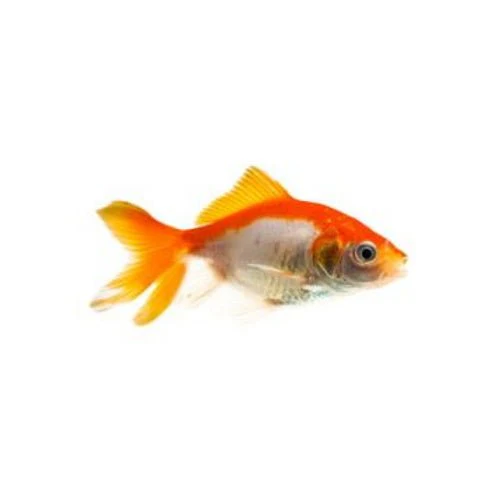 GOLDFISH - FANTAIL