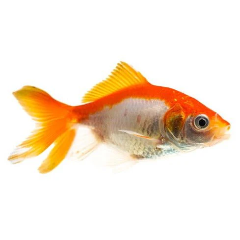 GOLDFISH - FANTAIL - Image 2
