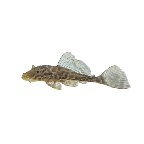 Gold Spot Pleco