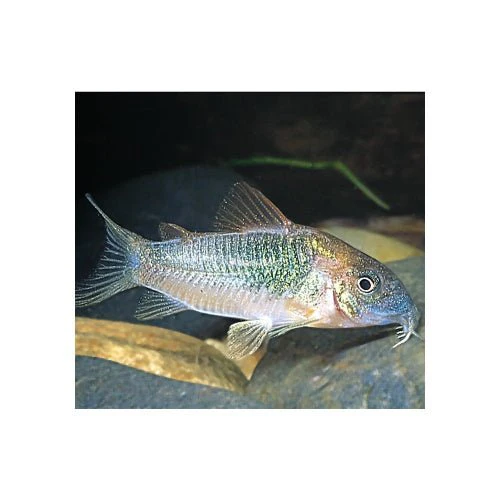 Bronze Corydoras (Buy 5 get 1 Free)