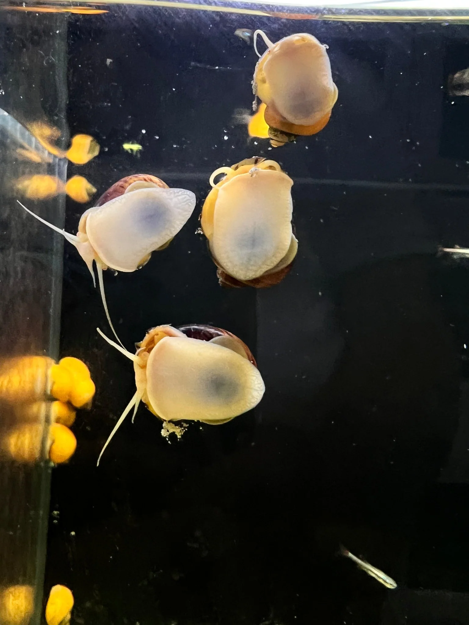Mystery Snail - Tort