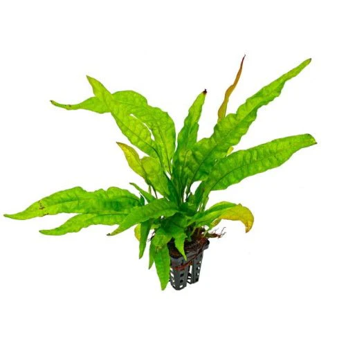 JAVA FERN