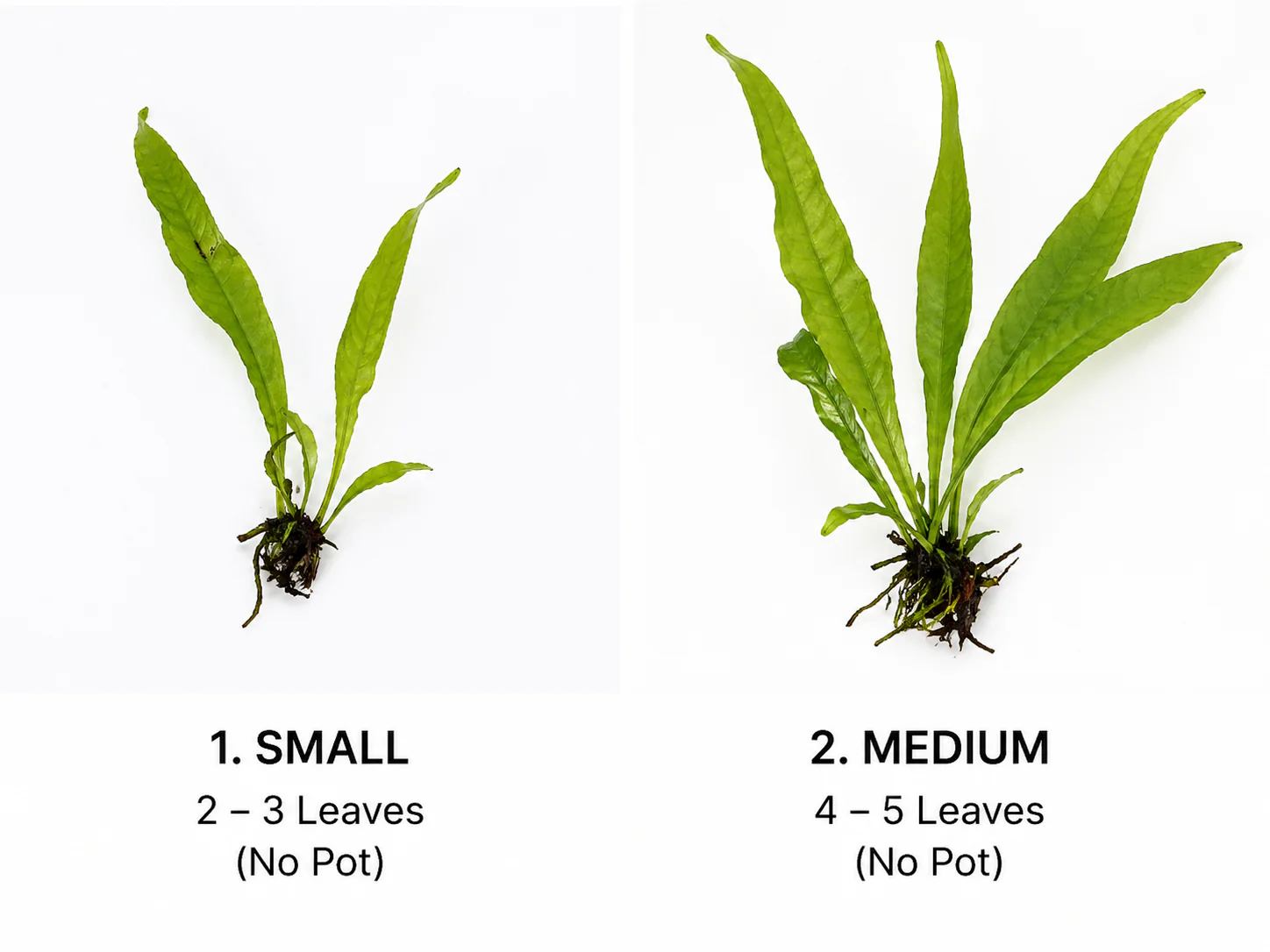 JAVA FERN - Image 2