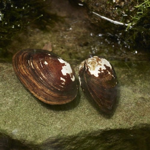 FRESH WATER MUSSELS