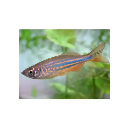 Pearl Danio