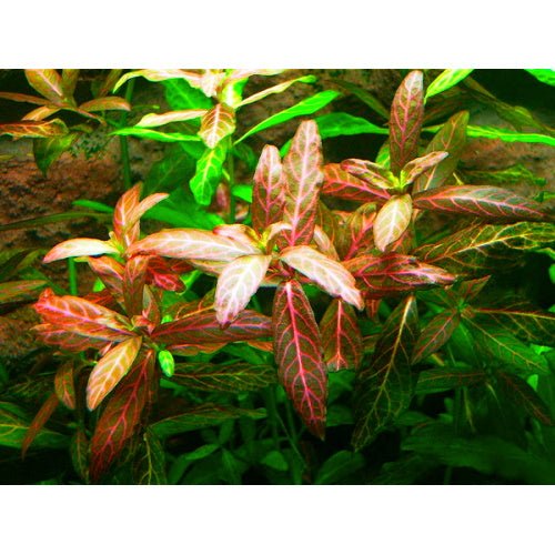 Hygrophila Rosanervis - Pink Poly