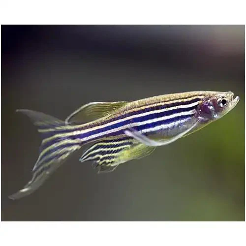 Zebra Danio Longfins (Buy 5 Get 1 Free)
