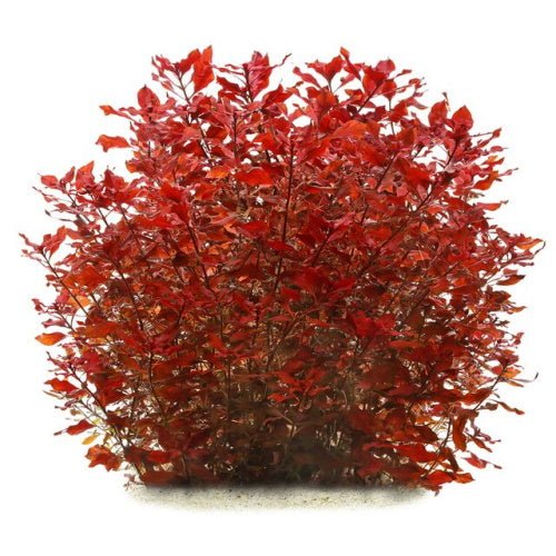 Ludwigia Super Red Mini