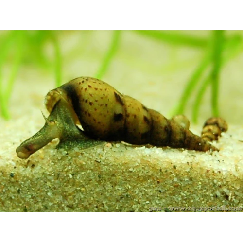 Malaysian Trumpet Snails - 5pk