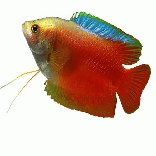 MALE DWARF FLAME GOURAMI