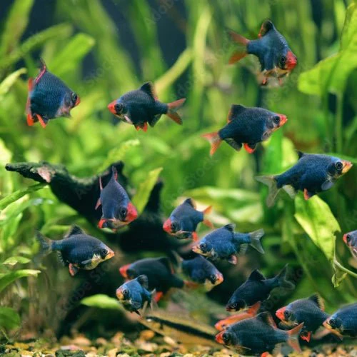 Moss Green Tiger Barbs