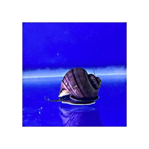 Mystery Snail Purple - Juvenile