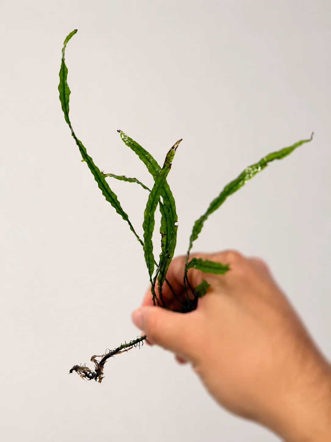 Needle Leaf Java Fern