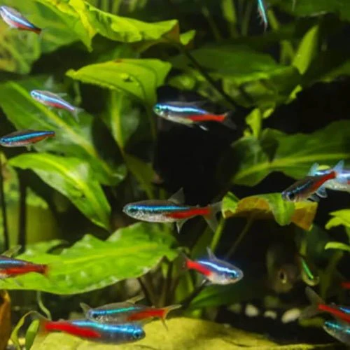 Neon Tetra - Buy 10 Get 2 Free - Image 3