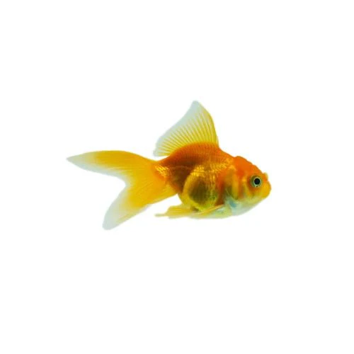 GOLDFISH - ORANDA (S)