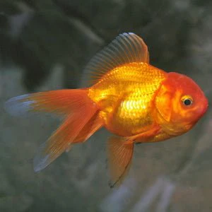 GOLDFISH - ORANDA (S) - Image 2