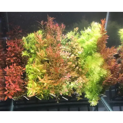 Plant Bunches Pack of 4 - Mix Bunches