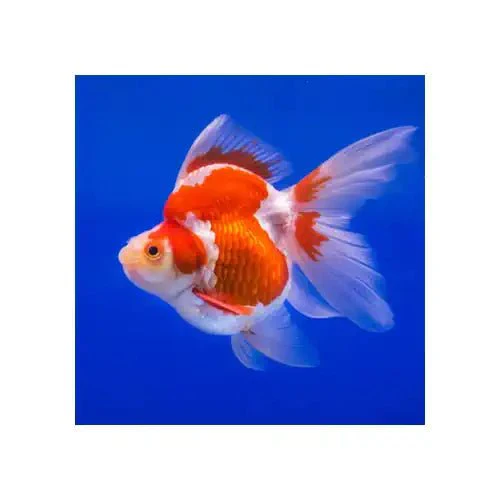 RYUKIN GOLDFISH