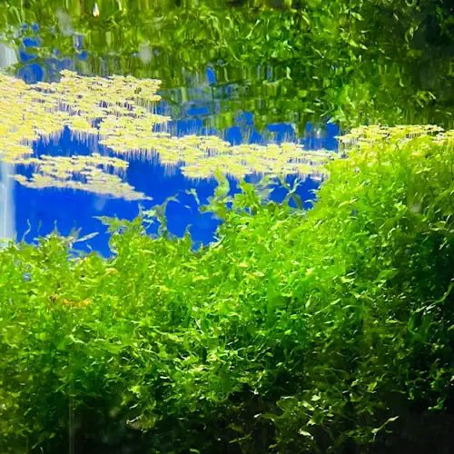 Subwassertang Moss