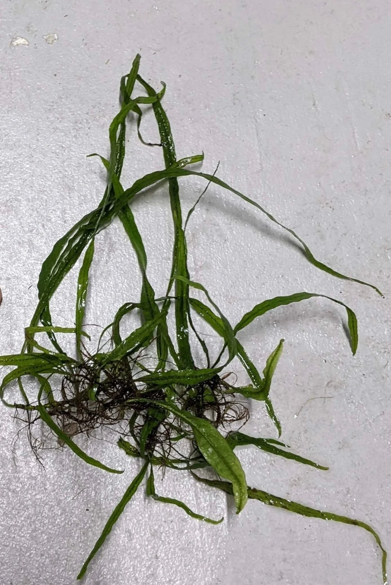 Trident Java Fern