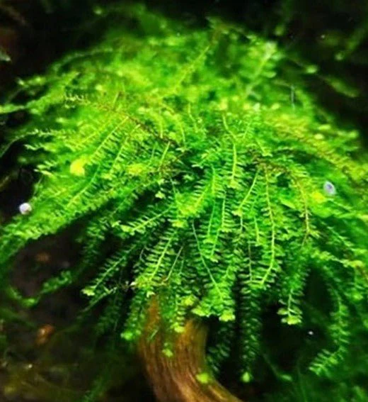 WEEPING MOSS - PILO MOSS