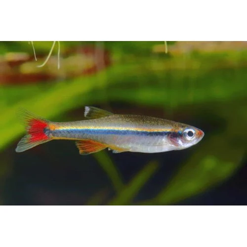 WHITE CLOUD MINNOWS - Image 2